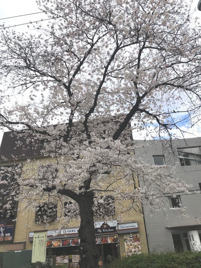 2018-4-3ブログ桜写真
