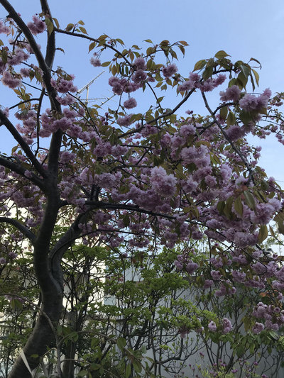 2018-5-23-八重桜写真.jpg